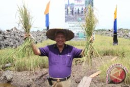 Produksi Pertanian Kian Membaik