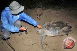 Pembantaian Penyu di Kaltim Belum Bisa Dihentikan