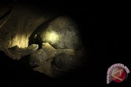 Perampok satwa sikat telur penyu di Pulau Sangalaki