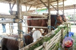 Produksi Daging Kaltim Terus Meningkat
