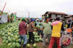 Petani Penajam Mampu Hasilkan 20 Ton Semangka