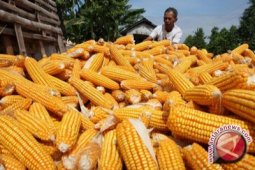 Pemprov Gorontalo Bantah Harga Jagung Anjlok