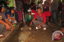Dua Buaya Kejutkan Warga Api-Api Bontang