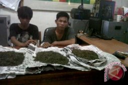 Polisi bekuk pengedar ganja bersenpi