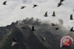 Gunung Sinabung aman pengungsi diizinkan pulang
