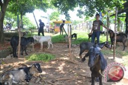 Harga kambing termurah Rp1,5 juta per ekor