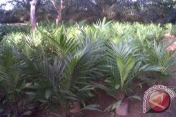Bupati Bagikan 22.400 Bibit Sawit Dan Karet
