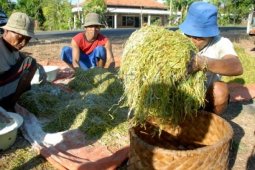 Harga Tembakau Turun