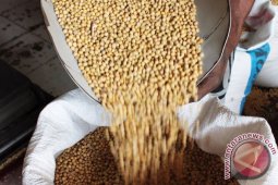 Kedelai di selatan Sukabumi tembus Rp11 ribu/kg