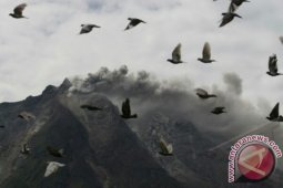 Gunung Sinabung Meletus