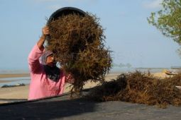 Tren Positif Rumput Laut