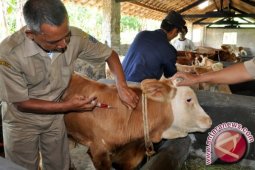 Pemkab Bogor Kembangkan Kawasan Peternakan Sistem SPR