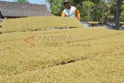 Harga Tembakau Naik