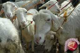 Mendekati Idul Adha puluhan kambing di Sukabumi dicuri