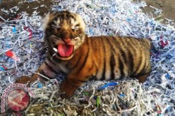 Harimau Putih Lahir di Bali Zoo