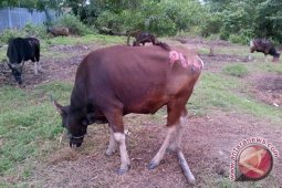 Harga Sapi Kurban di Nunukan Rp12 Juta per Ekor