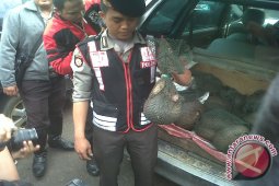 Polresta Pontianak Amankan 29 Ekor Trenggiling