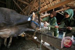 Petugas Distan Sisir Kandang Ternak
