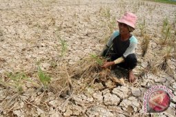 Petani Dianjurkan Tanam Varietas Tahan Kering
