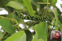Petani lada Rejang Lebong keluhkan rendahnya harga jual