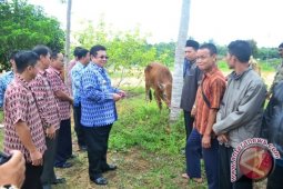 Pemkab Sekadau Serahkan Bantuan Hewan Kurban