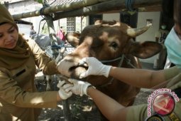 Populasi Sapi Potong Tanah Laut 56.000 Ekor
