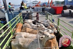 4.000 Sapi Kurban Banjarmasin Dipastikan Sehat