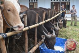 Rejanglebong terima bantuan 22 ekor sapi perah