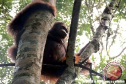 Inge, Orangutan Ke-100 Yang Dilepasliarkan