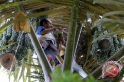 Pemprov Babel Kembangkan Perkebunan Aren