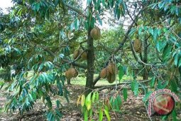 Polisi Bangka Barat Tangkap Perusak Kebun Durian