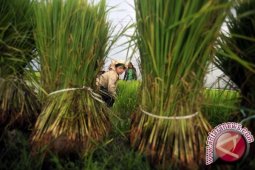 Farmers complain sitting hoppers attack