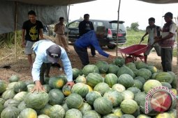 Petani Penajam Budidayakan Semangka Tanpa Biji