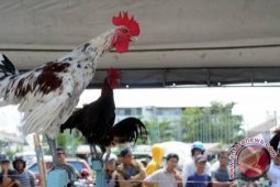 Kontes Ayam Ketawa Palembang