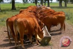 Gubernur serahkan 615 sapi layak bibit