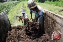 Petani Babel Sulit Dapatkan Pupuk Kandang