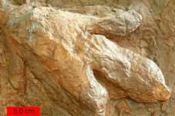 Spesies dinosaurus baru dunia ditemukan di Australia