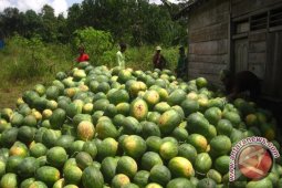 Dukung Pertanian dengan Perbaikan Jalan
