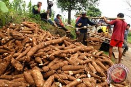 Petani Jayapura Panen Singkong Beracun