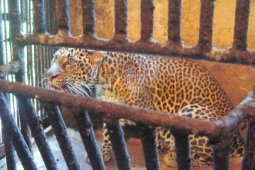 Macan Tutul