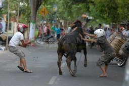 Sapi Kurban Mengamuk