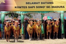 Kontes Sapi Sonok