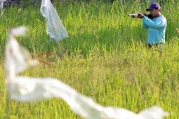Hama Burung Serang Puluhan Hektare Tanaman Padi