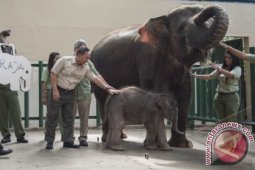 Raja, Bayi Gajah di Cisarua