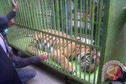 Harimau Sumatera penghuni vila idap FCV
