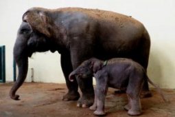 Gajah "Erin" yang belalainya terpotong bisa beradaptasi