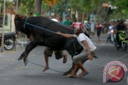 Sapi Kurban Mengamuk