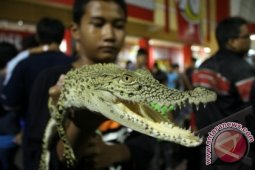 Komunitas Penggemar Reptil