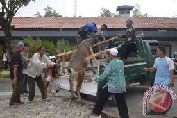 HEWAN KURBAN UNTUK WARGA