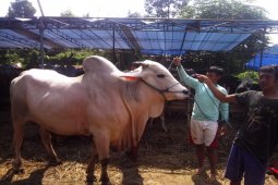 500 Ekor Sapi Mati Kelaparan Di India